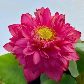 2024 Beauty in Autumn Lotus (Bare Root)