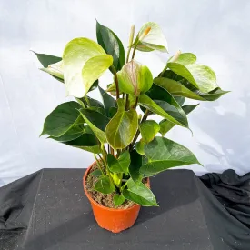 50 - 60cm Anthurium Adios Spring Flower 17cm Pot House Plant