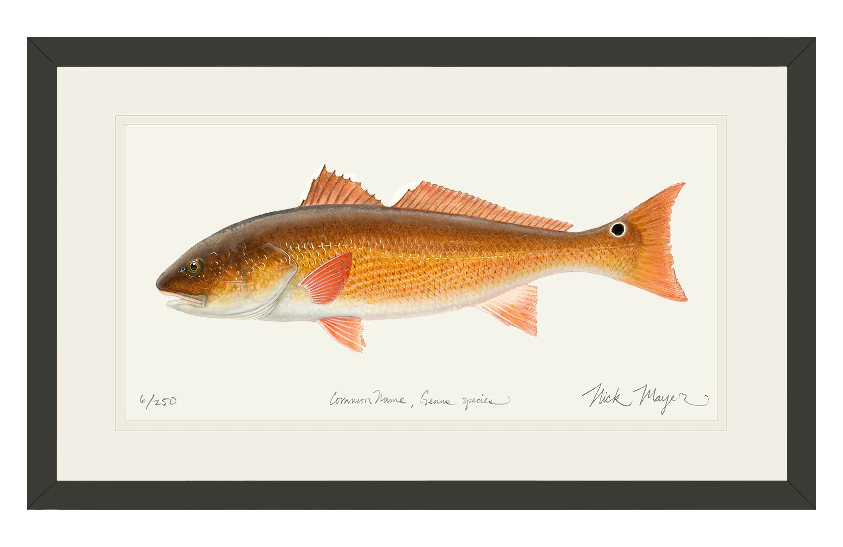 Redfish, 15 lbs. Print