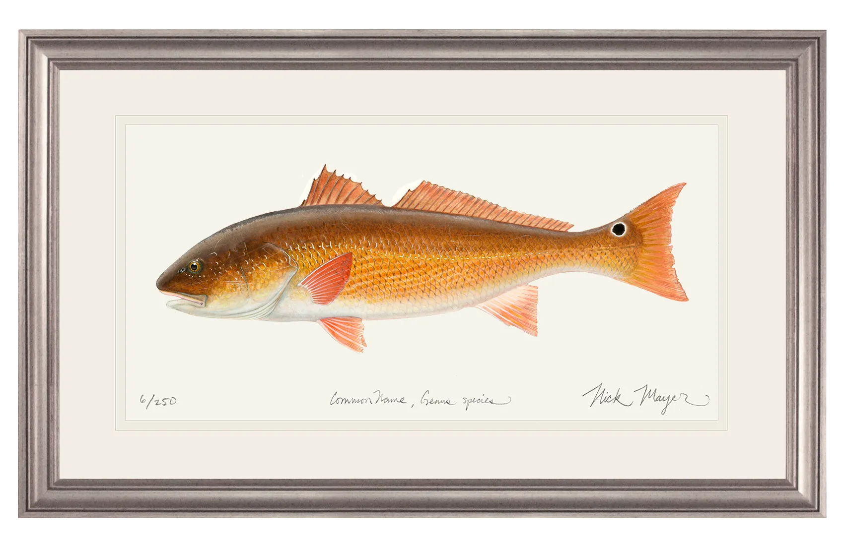 Redfish, 15 lbs. Print